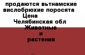 продаются вьтнамские вислобрюхие поросята › Цена ­ 3 000 - Челябинская обл. Животные и растения » Другие животные   . Челябинская обл.